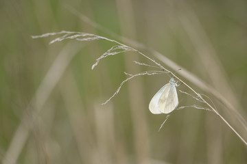 A butterfly having folded its wings, sits on a dry blade of grass