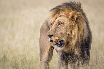 Fototapeta na wymiar Male Lion in the high grass.