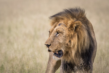 Male Lion in the high grass.