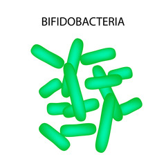 Bifidobacterium. Infographics. Vector illustration on isolated background.