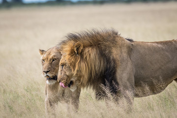 Mating couple of Lions in the high grass.