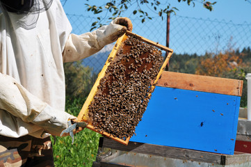 Beekeeper collecting honey