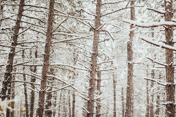 Pine trees in the snow. The texture of the winter forest.