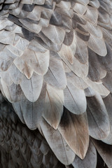 Geiergefieder - Textur