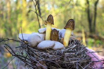 Forest mushrooms