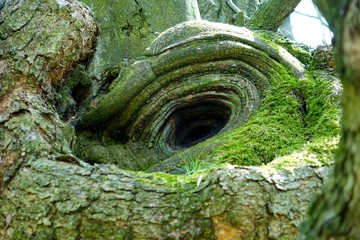 loch im baum