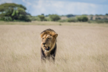 Male Lion in the high grass.