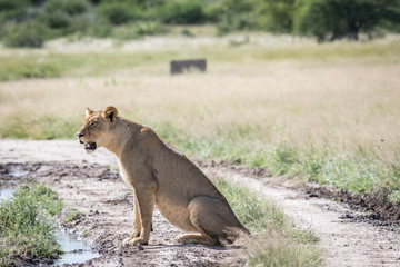 Lion sitting on a dirt road.