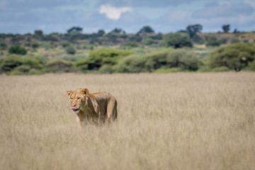 Lion in the high grass.