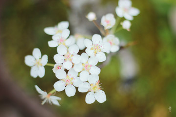 White flowers
