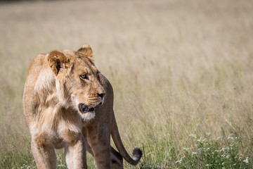 Lion in the high grass.