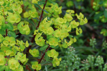 Blooming Euphorbia in a Garden
