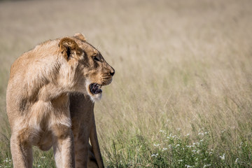 Lion in the high grass.