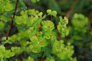 Pretty Blooming Euphorbia Flower Blossoms