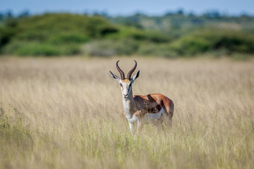 Starring Springbok in long grass.