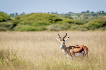 Starring Springbok in long grass.