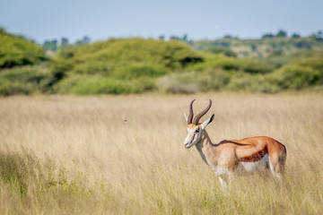 Side profile of a Springbok in long grass.