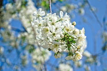 Obraz premium Closeup of white cherry blossoms 