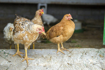 Little Chickens
