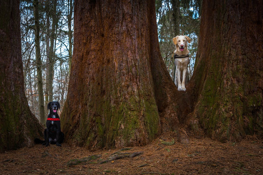 Zwei Hunde und Mamutbaum