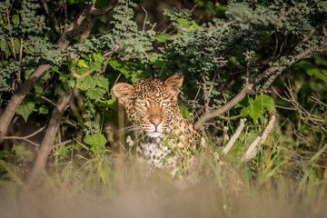 Starring Leopard in bushes.