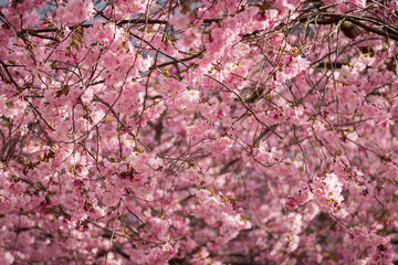 Cherry Blossom in Kungsträdgården