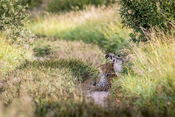 Leopard laying on a path.