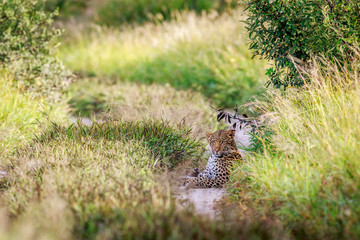 Leopard laying on a path.