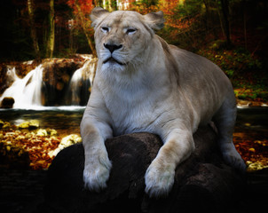 White Lioness