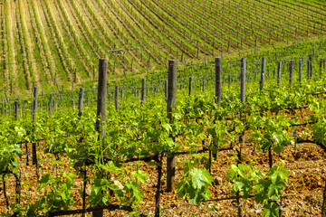 Vineyards around Monteriggioni small medieval hill town in Tuscany