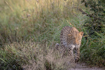 Leopard walking towards the camera.