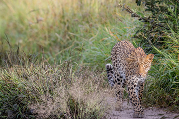 Leopard walking towards the camera.