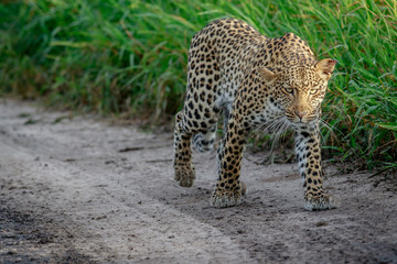 Leopard walking towards the camera.
