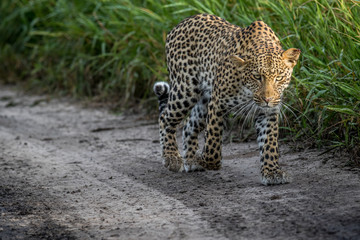 Leopard walking towards the camera.