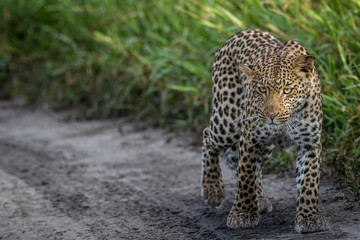 Leopard walking towards the camera.