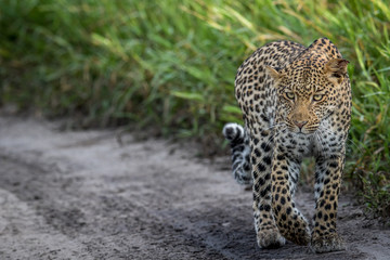 Leopard walking towards the camera.
