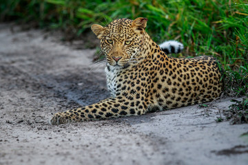Leopard laying in sand.
