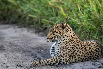 Leopard laying in sand.