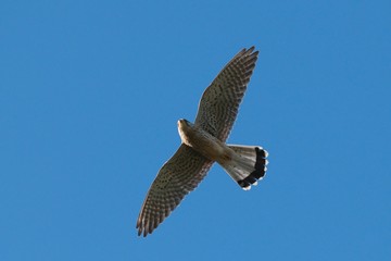 Common kestrel bird Falco tinnunculus flying in the blue sky