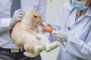 Professional veterinarian holding brown ND rabbit.