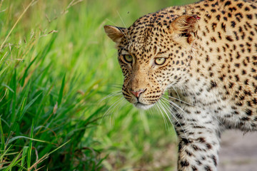 Naklejka premium Close up of Leopard head.