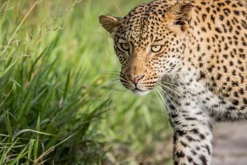 Fototapeta na wymiar Close up of Leopard head.