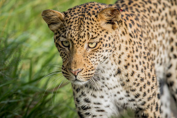 Close up of Leopard head.