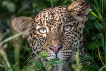 Leopard starring at the camera.