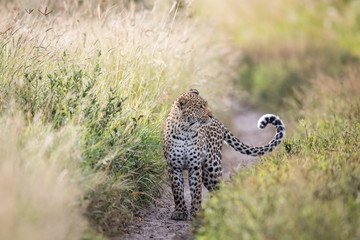 Leopard standing on a path.