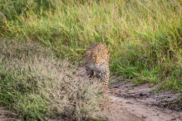 Leopard stalking in the Khalahari.