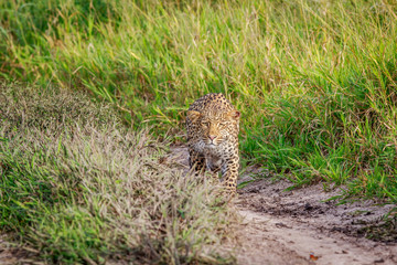 Leopard stalking in the Khalahari.