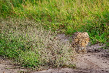 Leopard stalking in the Khalahari.