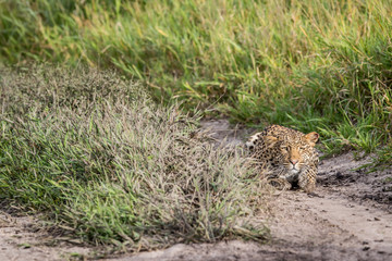 Leopard stalking in the Khalahari.