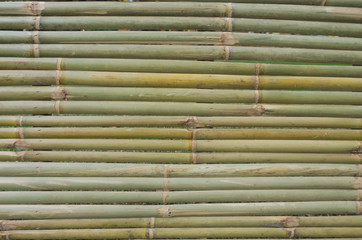 Bamboo